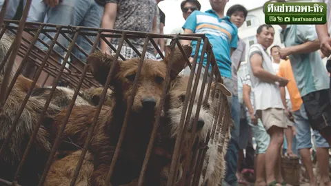 เปิดทุกมิติคนกินหมา เพื่อนรักหรืออาหาร!?