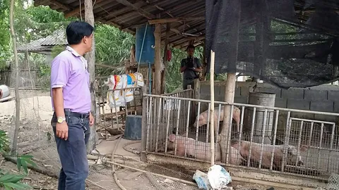 ผวาหมูป่วยตาย-ปศุสัตว์ยันคุมได้ (ชมคลิป)