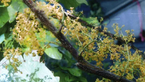 “กรวย” มีสองชนิด ต่างกันที่สรรพคุณยา