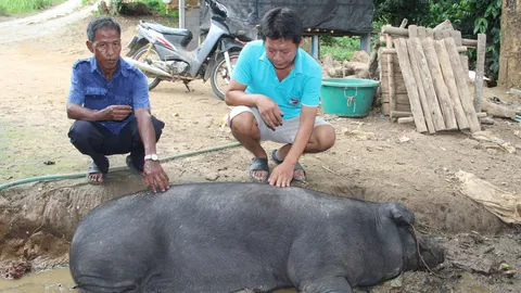 ยังตายไม่หยุดโรค ‘เอดส์หมู’ ระบาดเชียงราย  หมูดำจีนฮ่อ ยังไม่รอด  