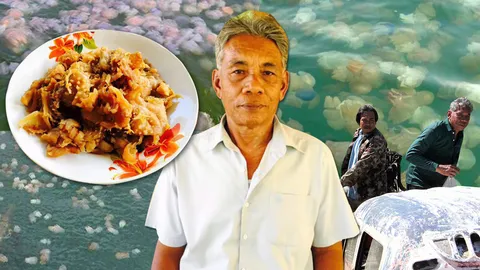 4เดือนฤดูแมงกะพรุน ขุมทองทะเลระนอง