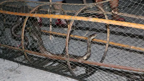 นึกว่าเฮง! จับได้ปลาเยอะ กลายเป็นงูเห่าตัวเขื่อง โชคดีไม่ฉกใส่