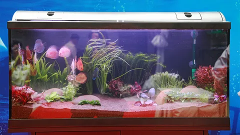 องค์โสมฯ ทรงจัดตู้ปลา โชว์สีสันพรรณไม้น้ำ