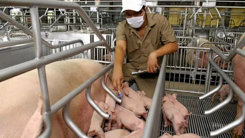 สำรองน้ำหมู...สู้แล้ง