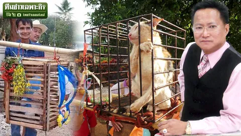 เปิด ก.ม. ส่องตำนาน แห่ 'โดราเอม่อน' แทนแมว กับคำติงทำลายประเพณี!?