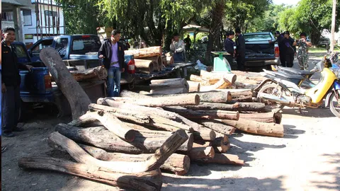 ตรวจยึดไม้พะยูงซุกป่าที่ศรีสะเกษ ค่ากว่า 9 ล้านบาท