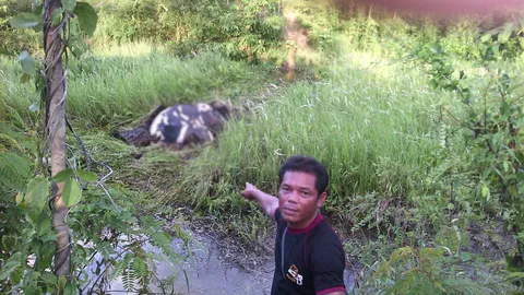 พบช้างตายอืดในสระน้ำสวนยางฯ เมืองจันท์ คาดลงกินน้ำแล้วร่วงตกบ่อ