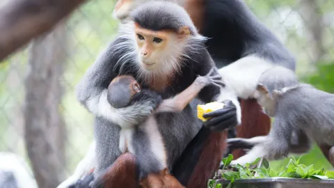 น่ารักมุ้งมิ้ง 'ลูกค่างห้าสี' สมาชิกใหม่สวนสัตว์เชียงใหม่  