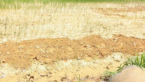 ชาวนาซดยาพิษดับ สังเวยแล้ง