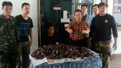 จับเกือบ3พันตัว! ‘ค้างคาวสามศร’ สารภาพเอาไปทอดขาย 