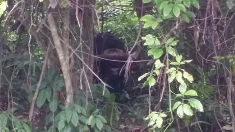 รถชนอีก‘กระทิง’ข้ามถนน! ตาม‘หมอล็อต’ช่วยรักษา อาจไม่รอด 