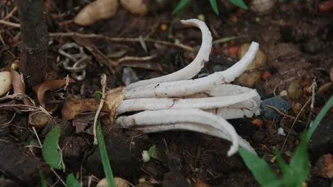 อุต๊ะ!! เหตุประหลาดปลูกต้นกุหลาบ แต่ต้นเห็ดปลาหมึกดันขึ้นแทรก