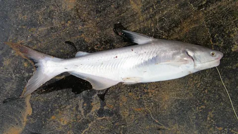 ตายแปลก! ตกได้ปลาสวายตัวใหญ่ ลงไปอุ้ม เงี่ยงทิ่มโดนหัวใจดับ 