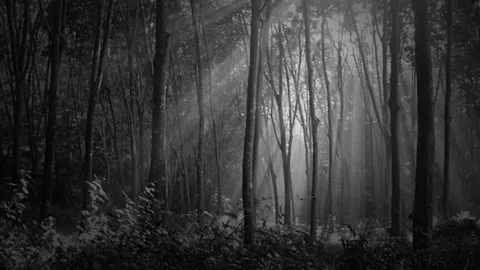 จ่อเชือด อบต.นาเชือก ลอบขุดตัดไม้ที่ดินราชพัสดุ