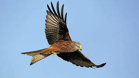 นกเหยี่ยวแดงขี้ขโมย กกล.