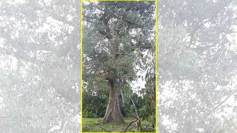 ไปดูกัน! ทุเรียนยักษ์200ปี ต้นเดียวทำเงินเท่ากับทั้งสวน