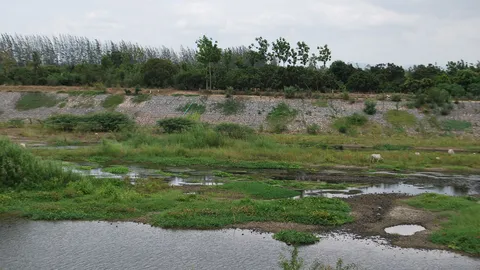 ภัยแล้งกระทบหนัก ชาว อ.จอมทอง แม่น้ำปิงแห้งกลายเป็นทุ่งหญ้า