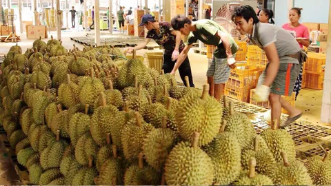 เผยไทยร่วมล้งจีนเงินหนาลดเสี่ยง