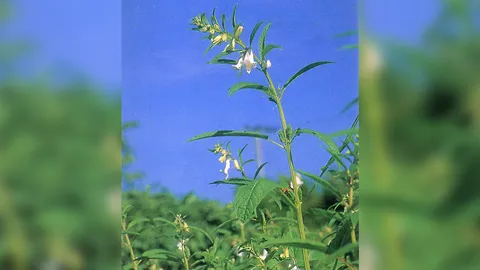 “งา” แก้รูมาติซึมชันนะตุ