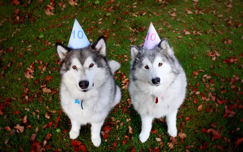 น่ารัก หรือ นักล่า! 10 ข้อทำความรู้จักนิสัย 'ไซบีเรียน ฮัสกี้'