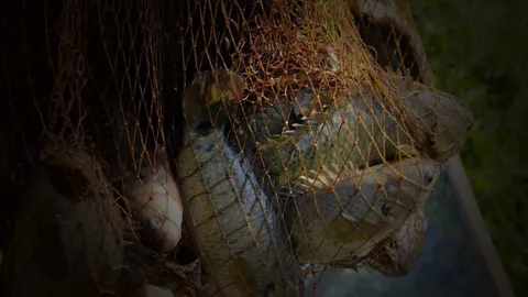 กรมประมงให้ “หมอ” ปลาประจำ จ.นครศรีฯ