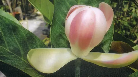 “ยี่หุบสวรรค์” สวยหอมกับที่มาพันธุ์