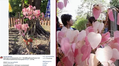 เฉลยแล้ว! ปาฏิหาริย์ 'ต้นโพธิ์สีชมพู' นักวิชาการชี้แค่ต้นไม้กลายพันธุ์