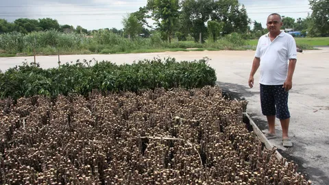 แล้งสาหัส ไร่มันกำแพงเพชร แห้งตายหลายรอบ