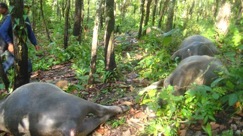 พอฝนตก ฟ้าก็ผ่า! ชาวนาครวญ ควายตายเกลื่อน12ตัว