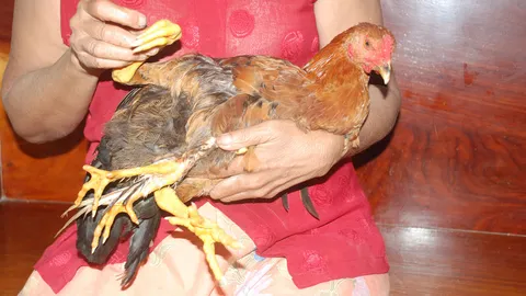 สาวใหญ่ตรังปลื้มไก่สี่ขานำโชคยันขอเลี้ยงจนกว่าจะตาย