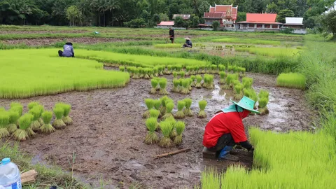 ชาวนาเมืองเลยยิ้มออก! ฝนตกก่อนข้าวยืนต้นตาย