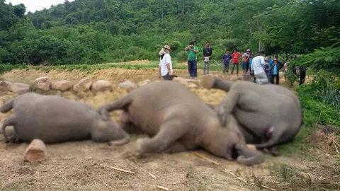 เร่งหาสาเหตุ ช้างป่าแก่งกระจาน นอนเรียง ตายปริศนา 3 ตัว 