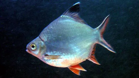 เลือกให้ “ปลาลำปำ” ปลาประจำ จ.พัทลุง