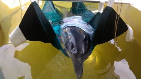 'โลมาลายแถบ' เจ็บหนัก ถูกซัดเกยหาดที่สตูล เร่งช่วย