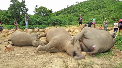 เรียกเจ้าของอาศรมสอบ ช้างตาย3ตัว เหตุปล่อยไฟฟ้าช็อต! 