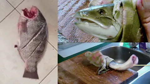 ไขคำตอบคลิป 'ปลาซอมบี้' เหตุใดปลาโดนตัดหัวนานครึ่งชม. ยังดิ้นได้?