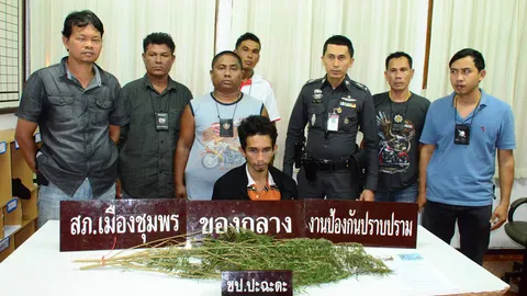 ตร.ชุมพรรวบหนุ่มบ้านนา ลอบปลูกกัญชาขายวัยรุ่น