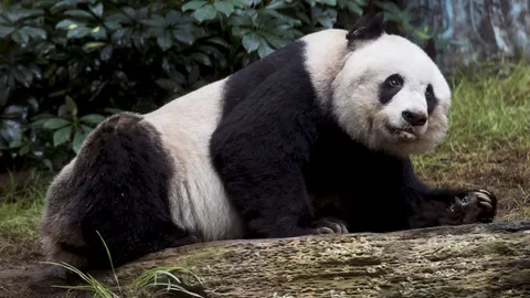 แพนด้าเกียจคร้าน แต่ยังเลี้ยงตัวได้