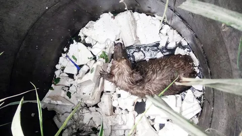 หมาตาบอด พลัดตกบ่อเกรอะ 2 คืน กู้ภัยฯช่วยรอดชีวิต