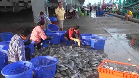 เรือประมงเทียบท่าสงขลาคึกคัก หลังหยุด 'ฮารีรายอ' จับปลาได้เพียบ