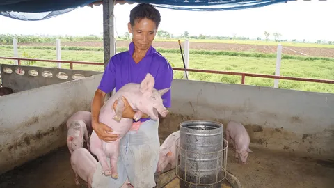 ลูกหมูในฟาร์ม สุโขทัย ตาย 27 ตัว ปศุสัตว์พบเชื้ออหิวาต์สุกร-PRRS 