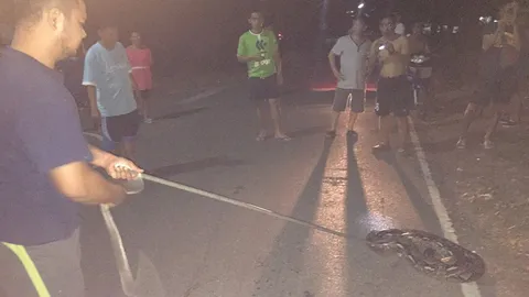 ผงะ! งูเหลือมยาวกว่า 3 เมตร นอนขวางถนนที่สัตหีบ