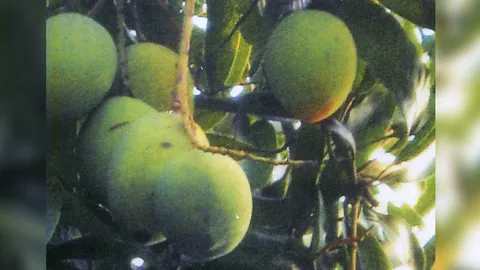 “มะม่วงการะเกด” พันธุ์ผลดกทั้งปี