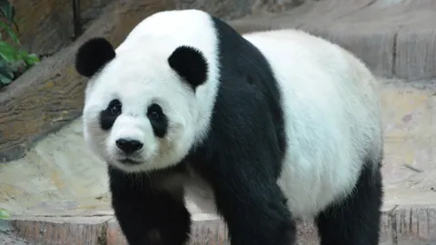 นักท่องเที่ยวจีน แห่เยี่ยม 'หลินฮุ่ย' ลุ้น ให้ท้องแพนด้าน้อยตัวที่ 2