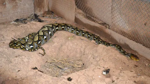  งูเหลือมกินไก่! เลื้อยเข้ากรง เลือกเขมือบตัวละหมื่น