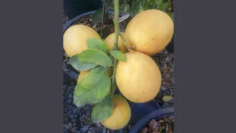 “มะนาวจัมโบ้สีทอง”น้ำเยอะแปรรูปอร่อย