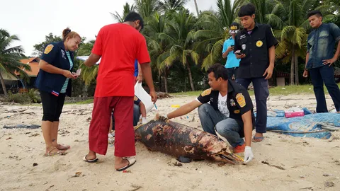 พบโลมาปากขวดเกยตื้นเกาะสมุย นับเป็นตัวที่ 18ในรอบปี