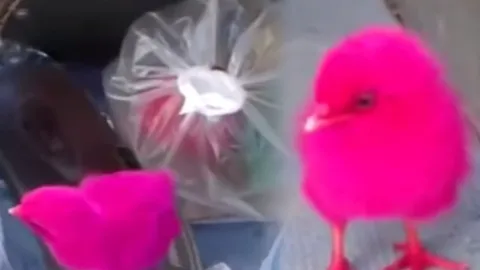 ฝรั่งจวกยับ! อัดคลิปแฉคนไทยย้อมสีลูกเจี๊ยบขาย เข้าข่ายทารุณสัตว์