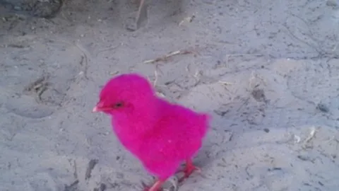 มองต่างมุม ลูกเจี๊ยบถูกย้อมสี!! ทรมานสัตว์จริงหรือ 