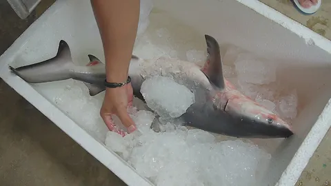 เชื่อหรือไม่ ราชบุรีมีฉลาม! จับได้ในแม่น้ำแม่กลอง